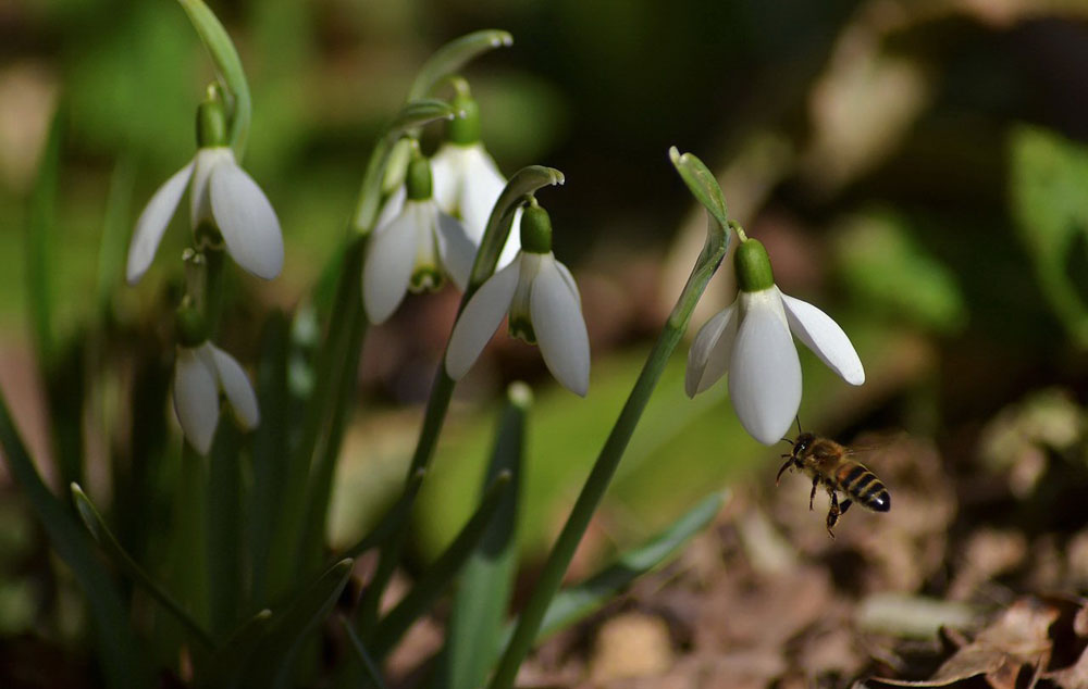 high quality snowdrop