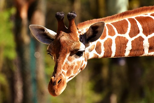 high quality giraffe hd