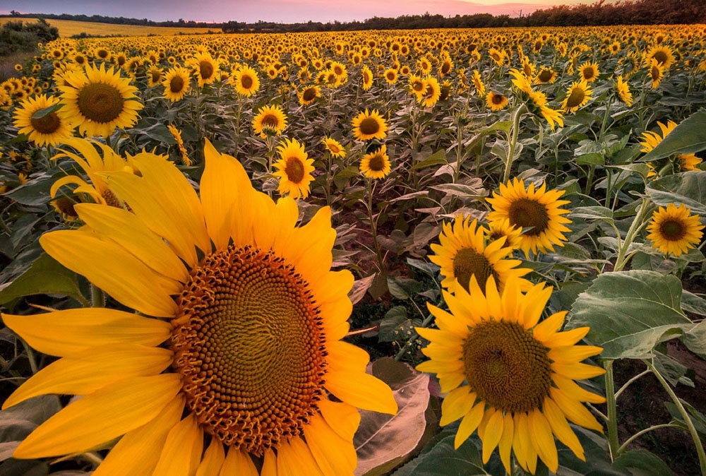 high quality sunflower