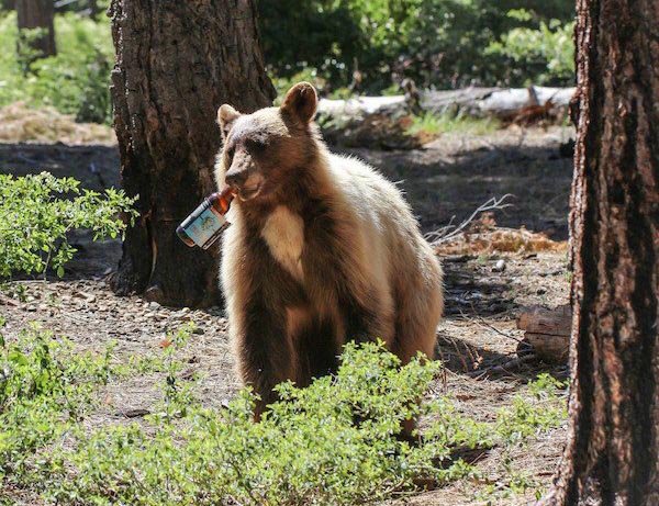 Bear with a beer bottle in his mouth in the woods.
