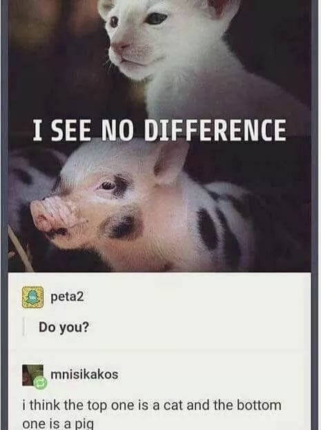 PETA ad that says they see no difference between the two animals get called out that one is a pic and the other is a cat.
