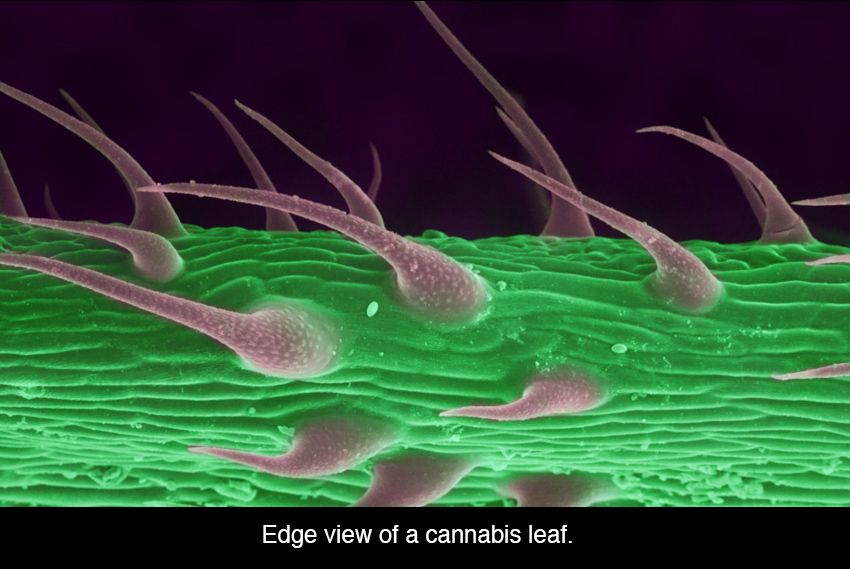 does thc look like under a microscope - Edge view of a cannabis leaf.