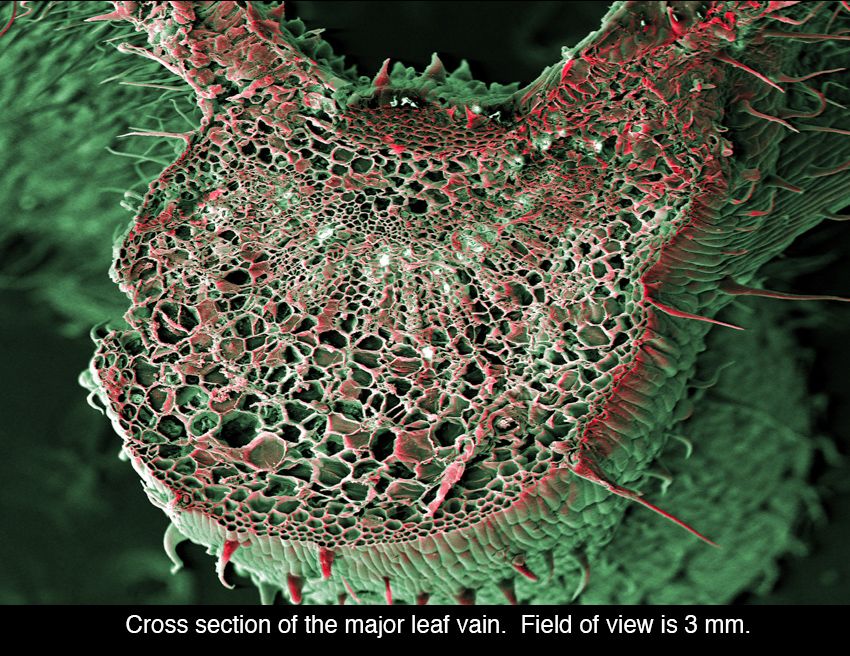 Cross section of the major leaf vain. Field of view is 3 mm.