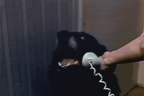 hello yes this is dog gif