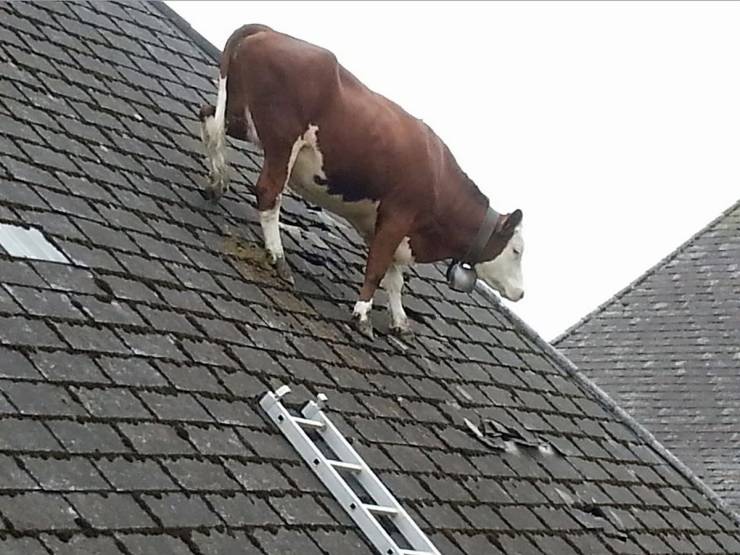 random pics - cow on roof