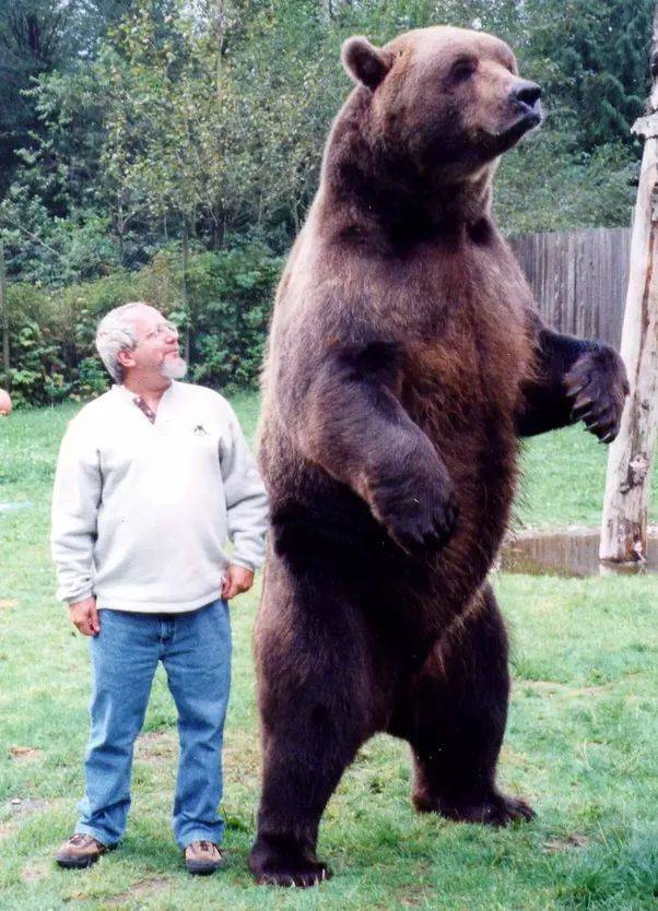 random pics - grizzly bear compared to human