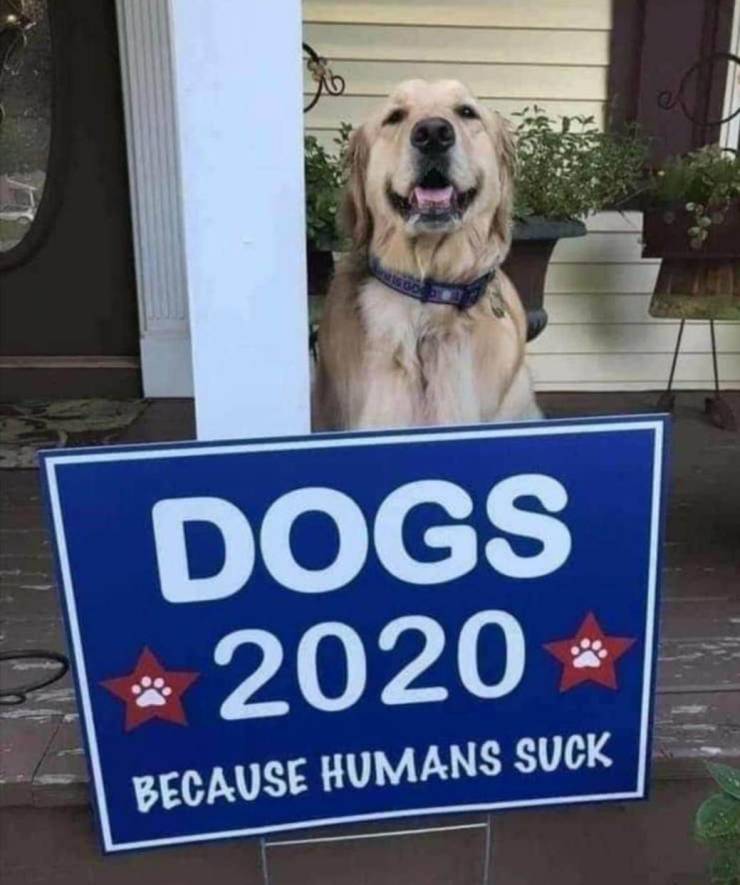 random pics - Dog - Dogs 2020 Because Humans Suck