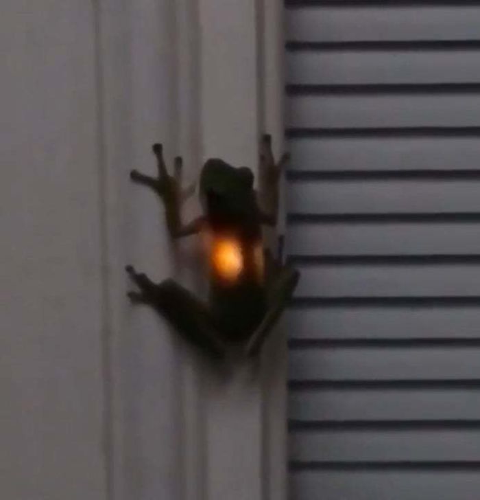 When Frogs Eat Fireflies