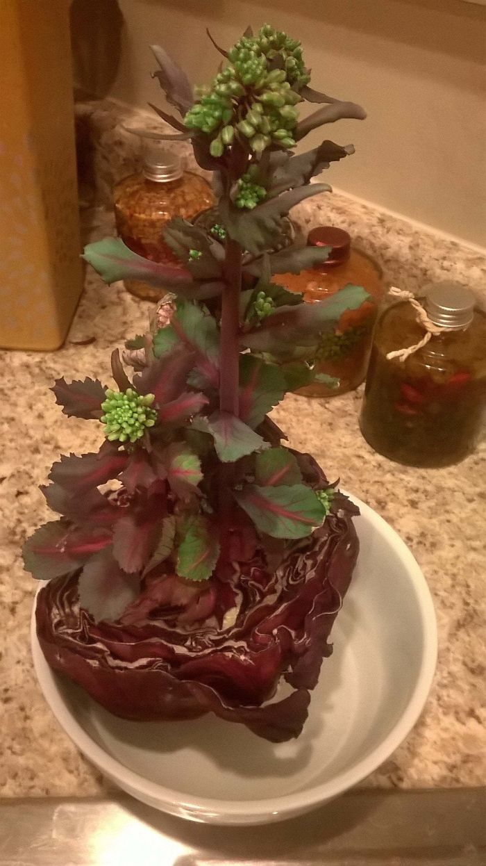 cabbage left in fridge