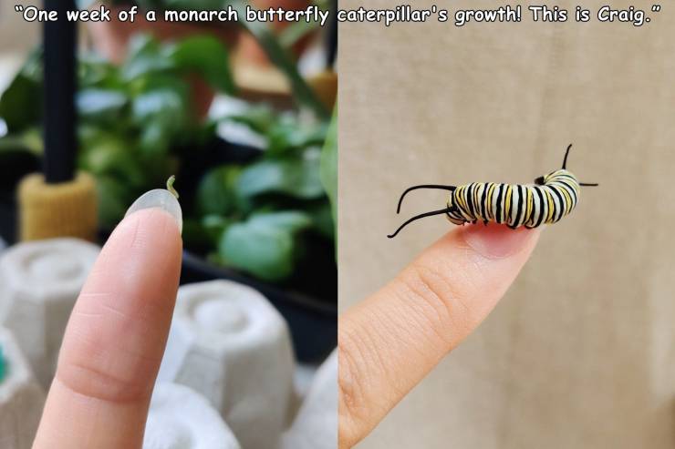 nail - "One week of a monarch butterfly caterpillar's growth! This is Craig.