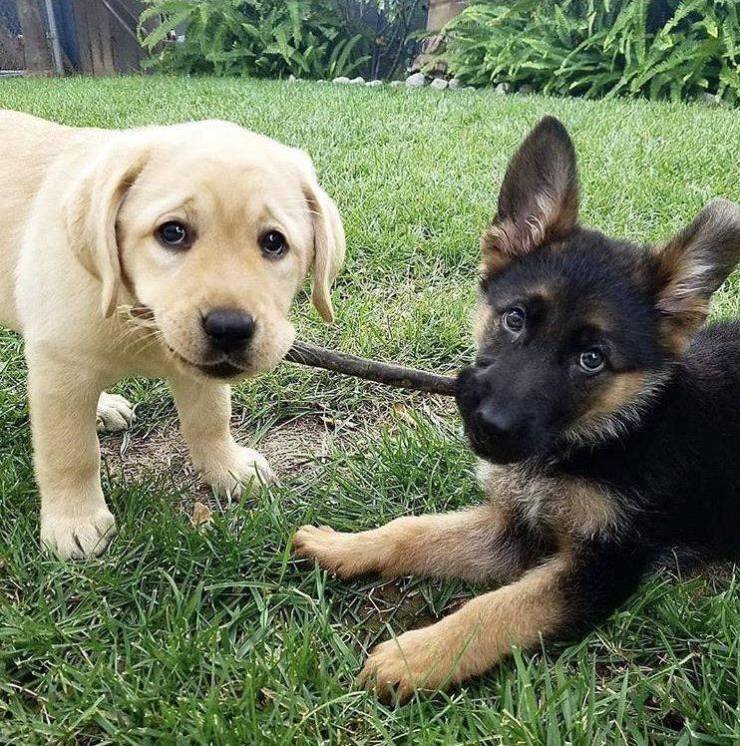branch manager and assistant branch manager
