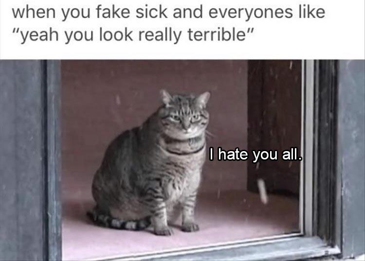 cat looking at window gif - when you fake sick and everyones "yeah you look really terrible" I hate you all.
