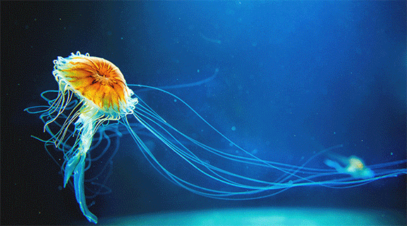 jellyfish technicolor gif