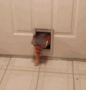 orange cat getting stuck in the door gif