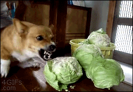 dog barking at cabbage gif
