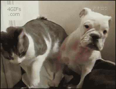 cat and dog gif