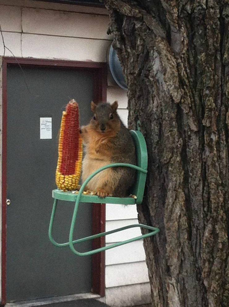 fat squirrels