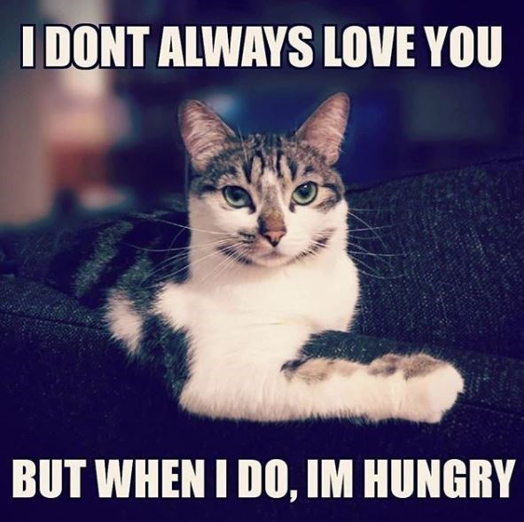 interesting man in the world - I Dont Always Love You But When I Do, Im Hungry