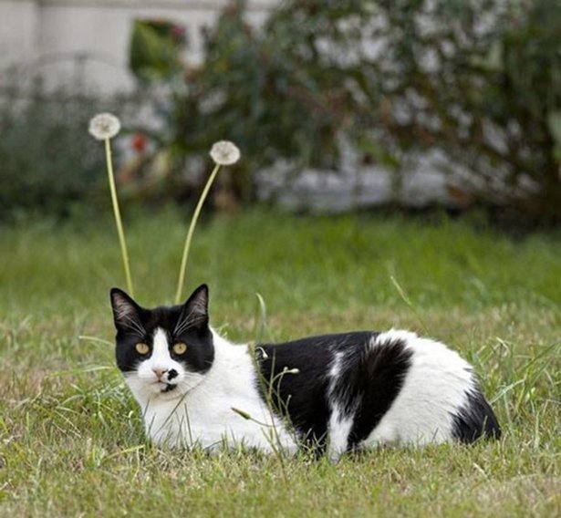 cat with antenna