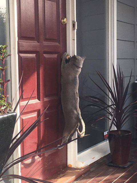 cat hanging onto door knob