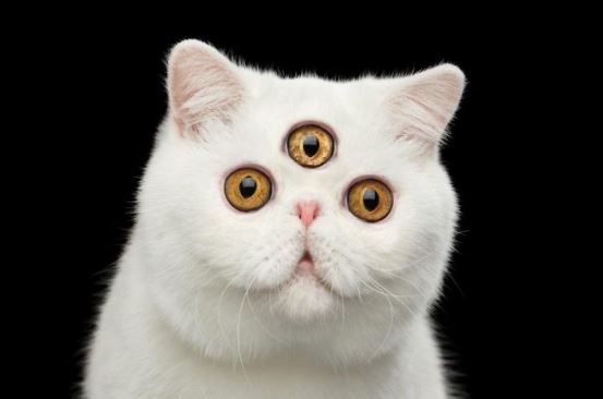 white cat with three eyes