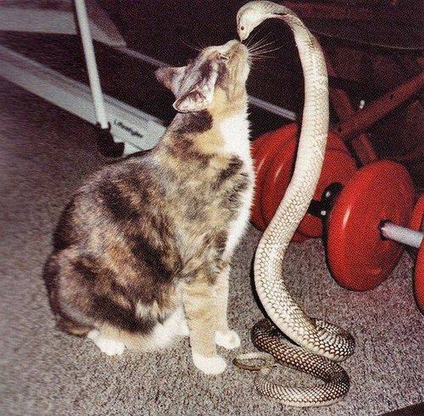 cat kissing snake