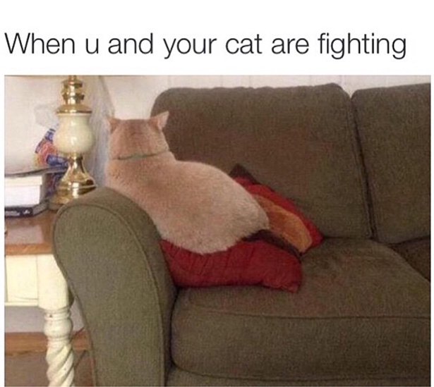 When u and your cat are fighting