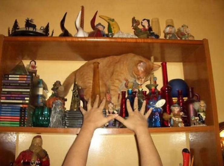 moment before the disaster cat on a shelf