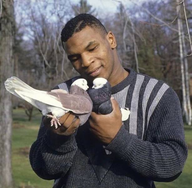 mike tyson pigeons
