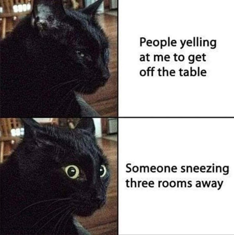 funny cat memes to send to friends - Soco People yelling at me to get off the table . Someone sneezing three rooms away