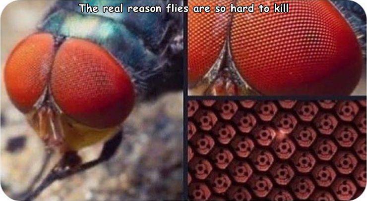 fly sharingan meme - The real reason flies are so hard to kill