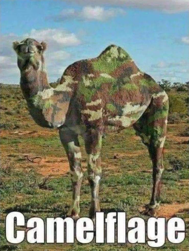 camo camel - Camelflage