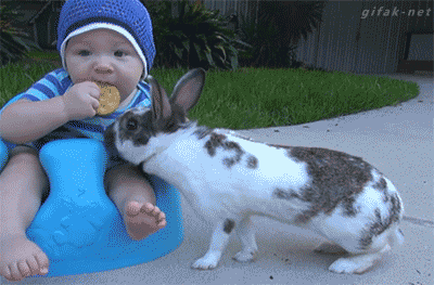 rabbit baby gif - gifaknet