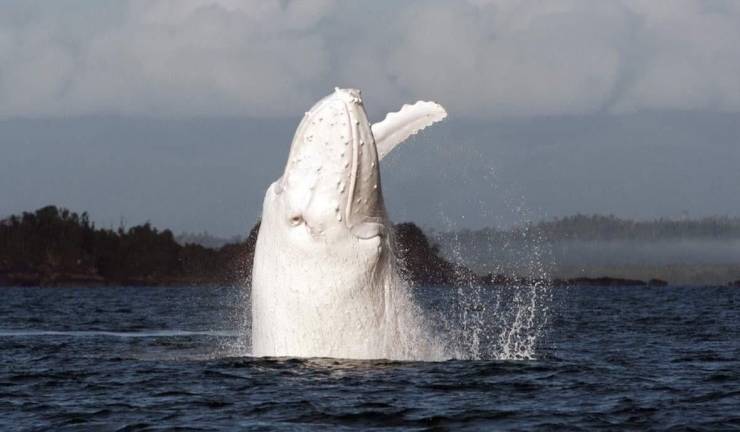 albino animals whale