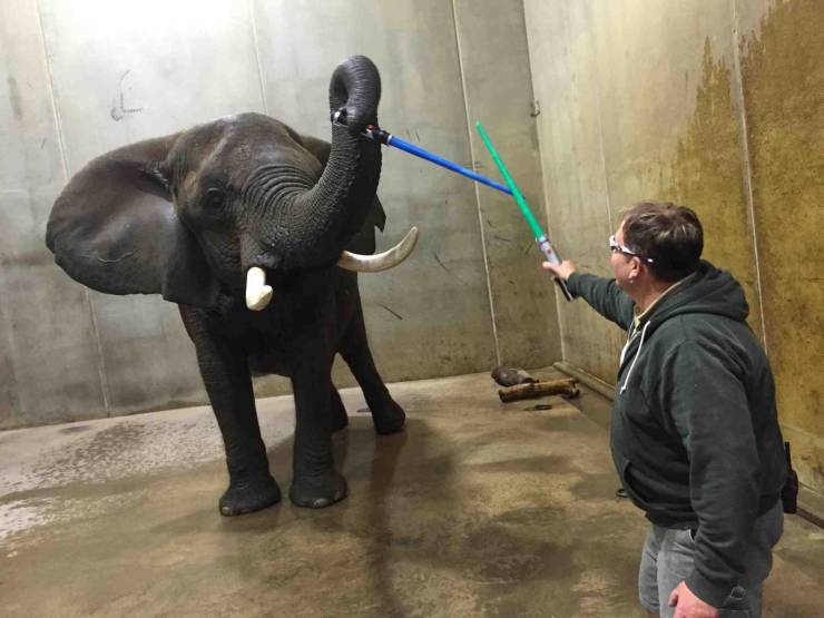 guy playing with lightsabers with elephant