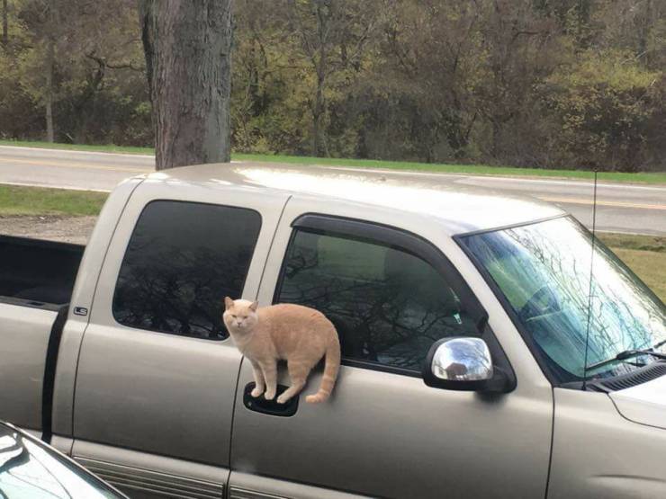 cat perched on door handle of truck