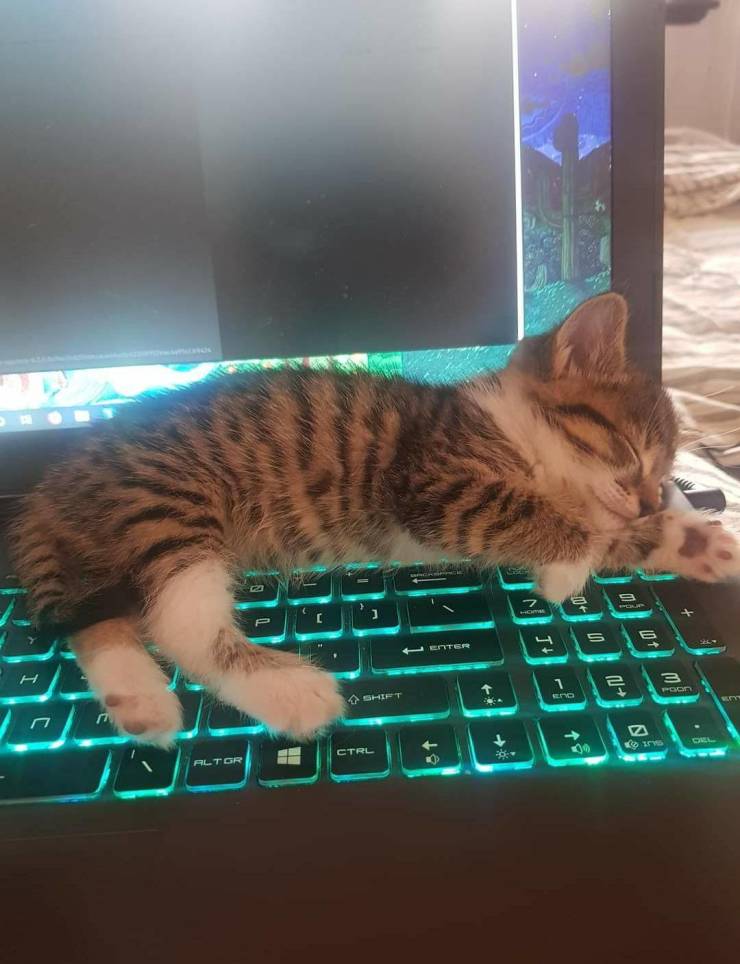 kitty sleeping on keyboard