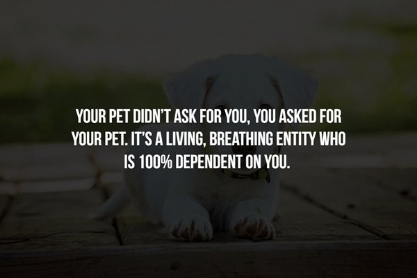 photo caption - Your Pet Didn'T Ask For You, You Asked For Your Pet. It'S A Living, Breathing Entity Who Is 100% Dependent On You.