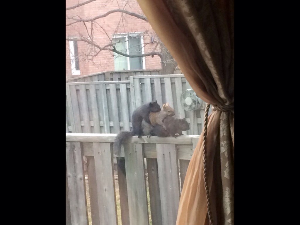 squirrels out here having threesomes and i can t get a text back