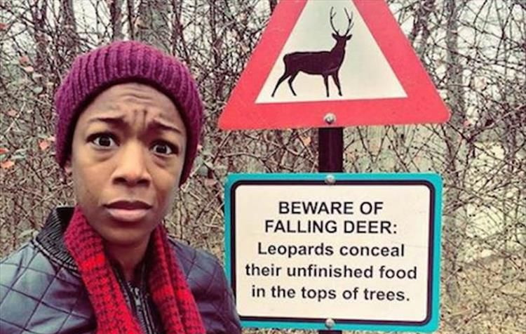 beware of falling deer - Beware Of Falling Deer Leopards conceal their unfinished food in the tops of trees.