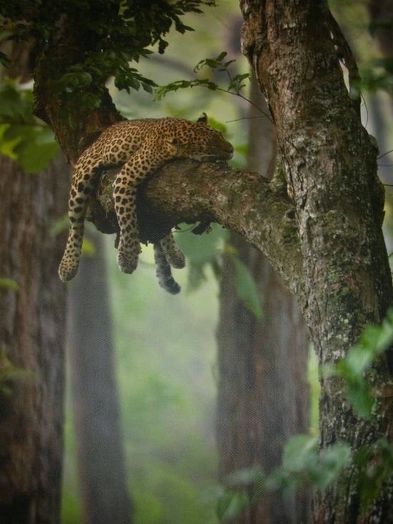 leopard sleeping on tree