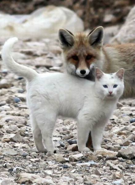 fox and cat