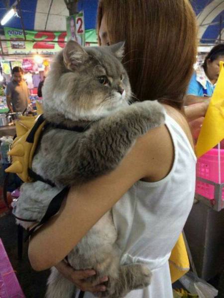 cat with a backpack - Redu