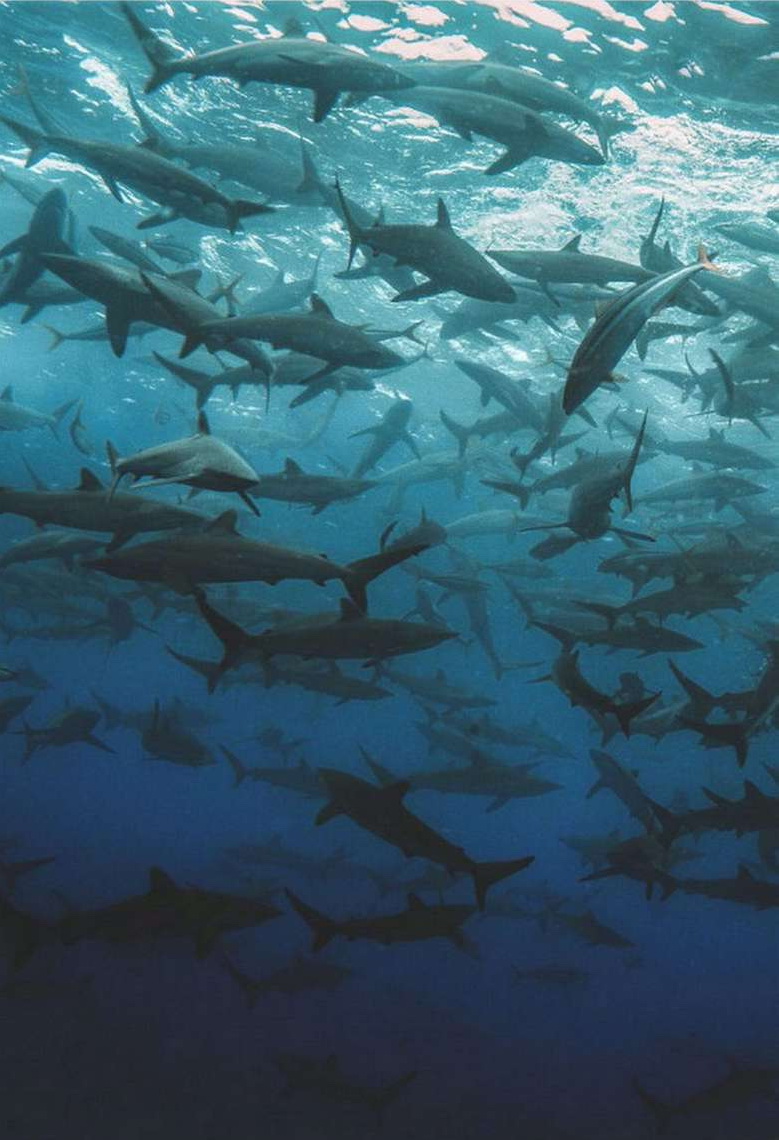 sharks swarming