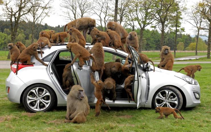 monkeys over car