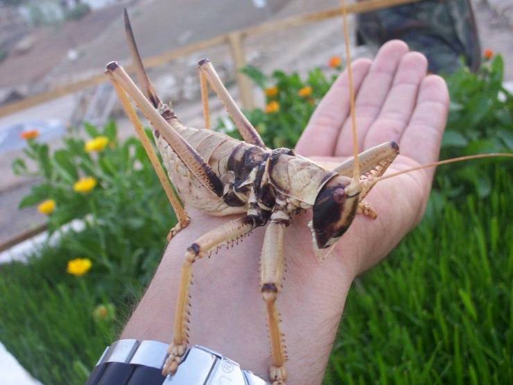 giant texas grasshopper