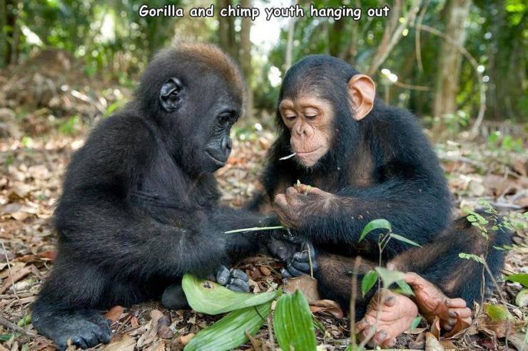 baby gorilla and chimpanzee - Gorilla and chimp youth hanging out