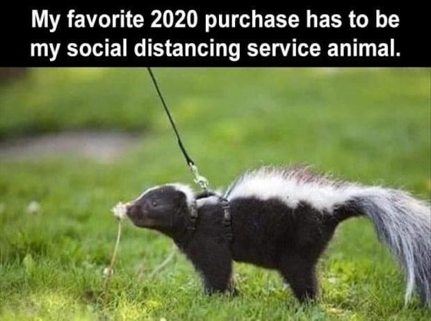 my social distancing service animal meme - My favorite 2020 purchase has to be my social distancing service animal.