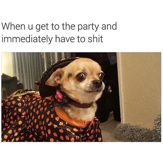 chihuahua poop meme - When u get to the party and immediately have to shit