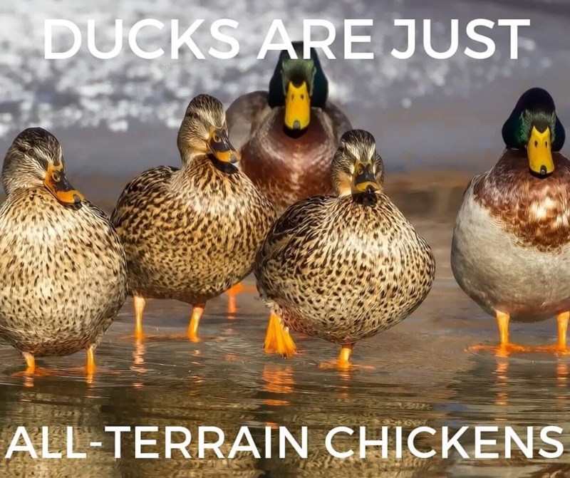 live ducks - Ducks Are Just AllTerrain Chickens